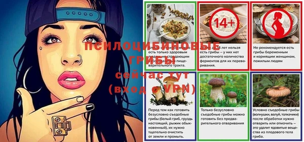 хмурый Аркадак