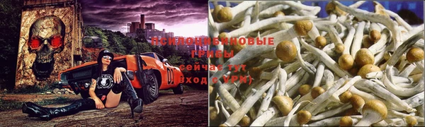 амф Алзамай