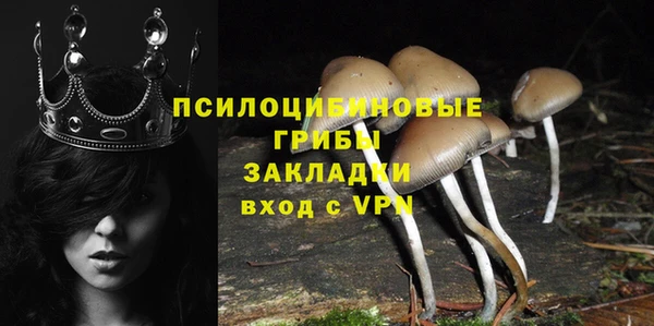 хмурый Аркадак